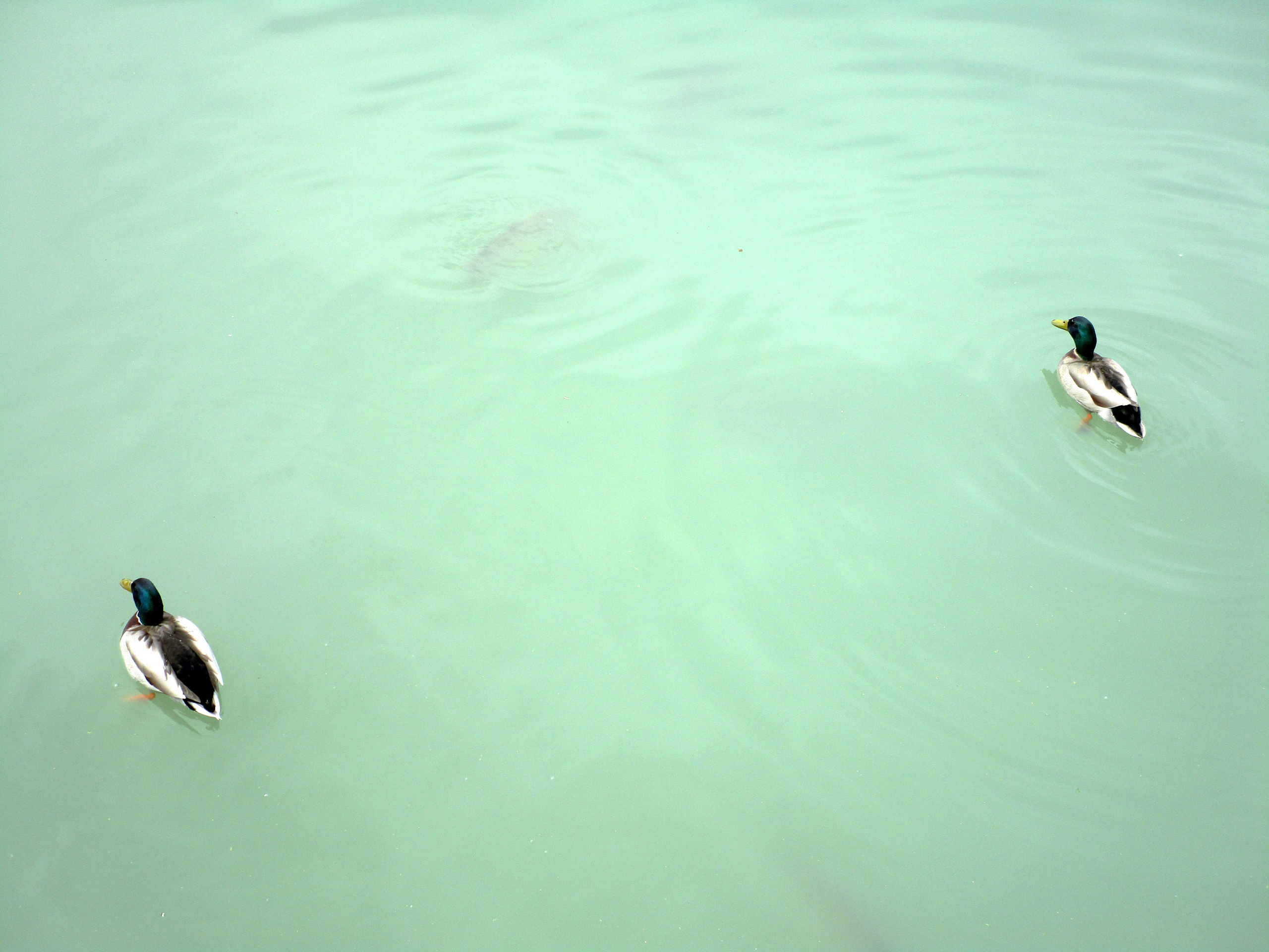 4. Retiro estanque patos